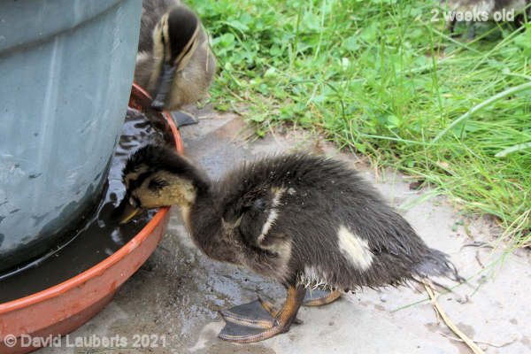 Mallard Duck Any water will do 12:55pm 14th May 2021