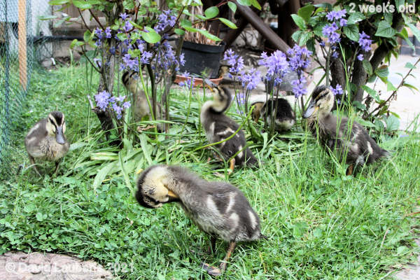 Mallard Duck Amoungst the bluebells 12:56pm 14th May 2021