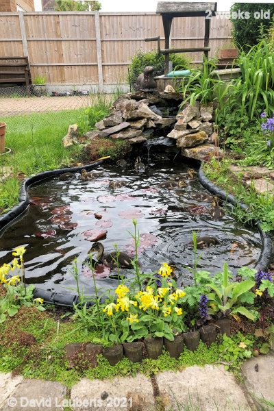 Mallard Duck Pond flowers before they were ravaged 2:37pm 14th May 2021