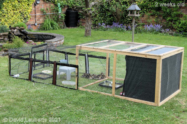 Mallard Duck Resting in the cage 4:24pm 14th May 2021