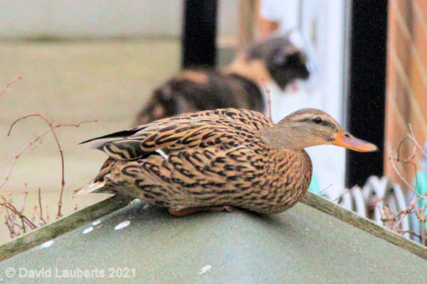 Mallard Duck Jemima playing 'You can't see me Mr Cat!' 6th March 2021
