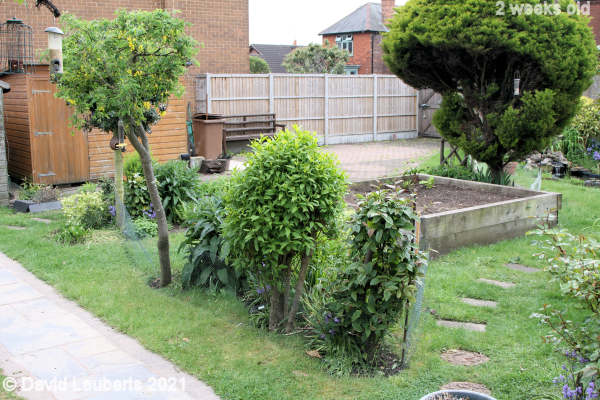 Mallard Duck The new boundary 4:25pm 14th May 2021