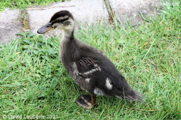 Mallard Duck Developing all over 4:50pm 14th May 2021