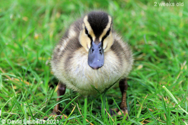 Mallard Duck Looking closely 4:52pm 14th May 2021