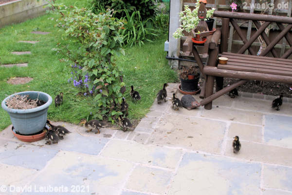 Mallard Duck Exploring 4:52pm 14th May 2021