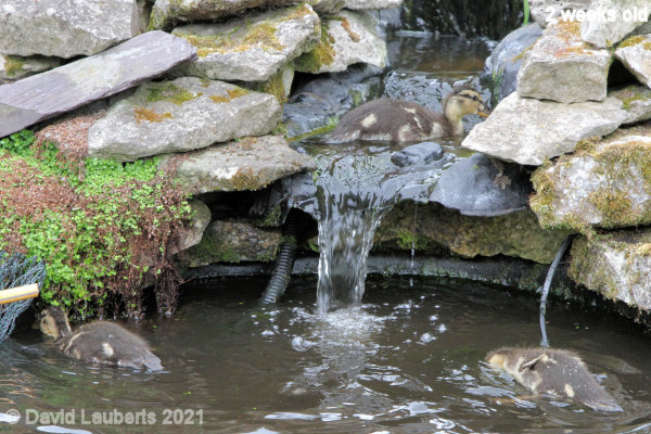 Mallard Duck Up in the waterfall pool 4:55pm 14th May 2021