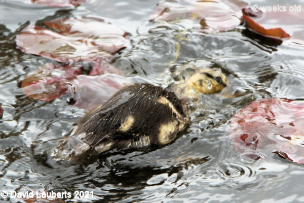 Mallard Duck Having a sneaky look 4:57pm 14th May 2021