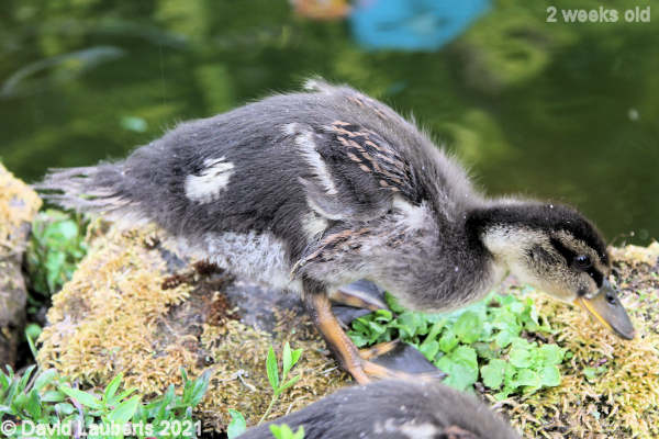 Mallard Duck A look at Donald's feathers 5:00pm 15th May 2021