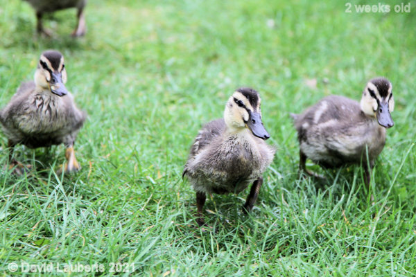 Mallard Duck Running with friends 5:05pm 15th May 2021