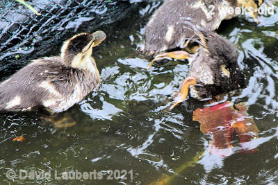 Mallard Duck Not a pretty sight 5:150pm 15th May 2021