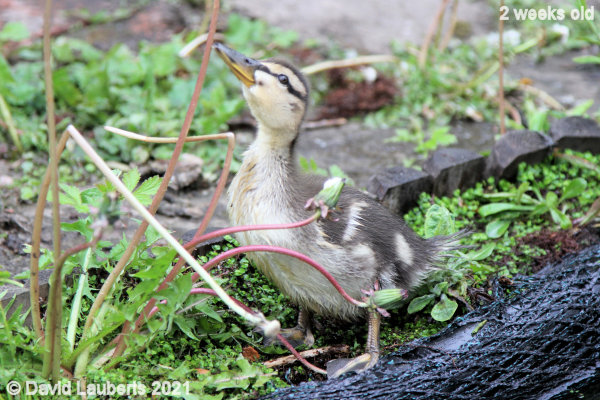 Mallard Duck Looking for something tasty 5:14pm 15th May 2021