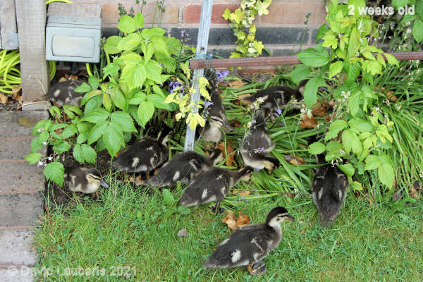 Mallard Duck Raspberry raiders 10:14am 16th May 2021