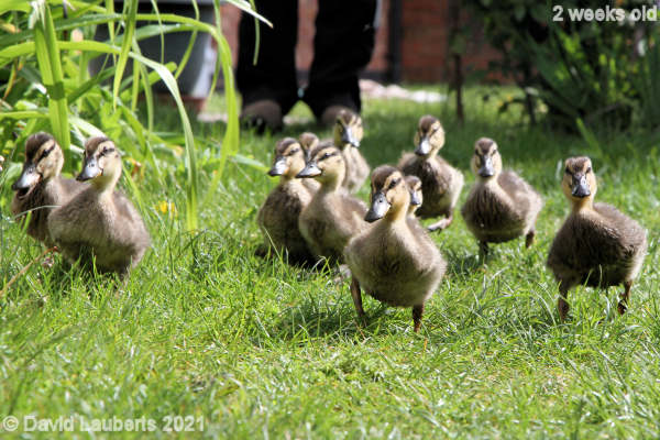 Mallard Duck Racing ducks 10:16am 16th May 2021