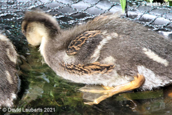 Mallard Duck Plummage 10:17am 16th May 2021