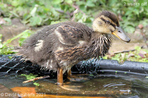 Mallard Duck Going for the bedraggled look 1:50pm 16th May 2021