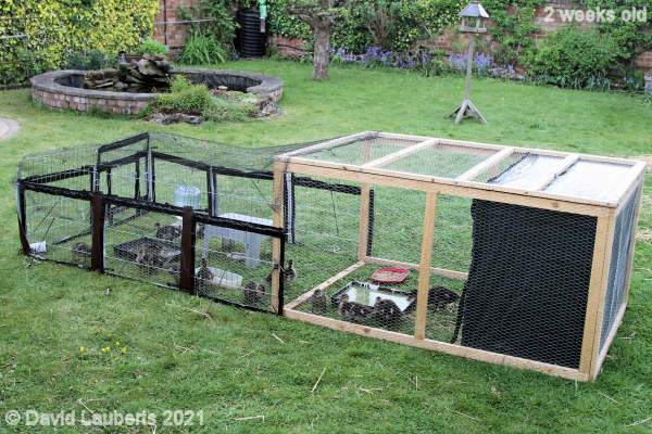 Mallard Duck Looking bigger in the cage 2:21pm 16th May 2021