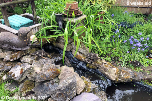 Mallard Duck Clambering over the rocks 3:42pm 16th May 2021
