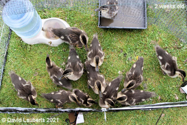 Mallard Duck Can't wait to get out 5:44pm 16th May 2021