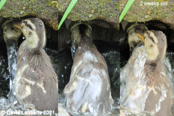 Mallard Duck Can I get up this pipe? 7:54pm 16th May 2021