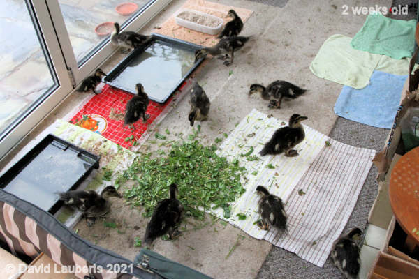 Mallard Duck Last night in the run 7:27pm 16th May 2021