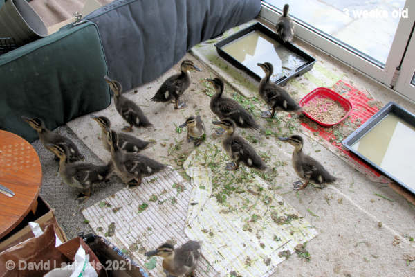 Mallard Duck Anxious to get out 8:07am 17th May 2021