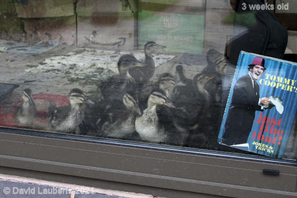 Mallard Duck Scrambling to go 8:08am 17th May 2021