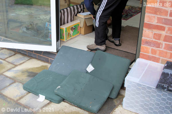 Mallard Duck Ready, steady.... 8:10am 17th May 2021