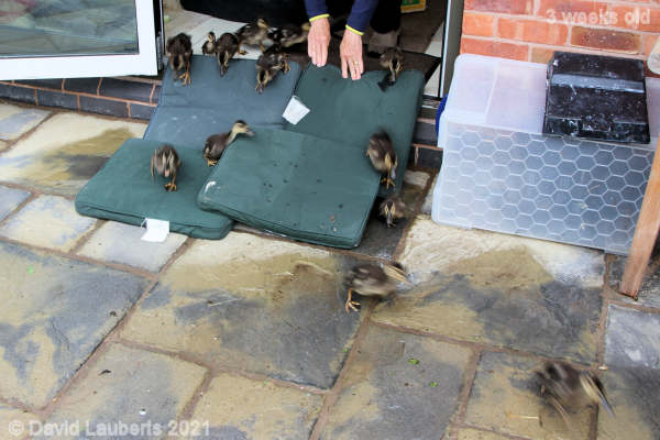 Mallard Duck ..... go!8:11am 17th May 2021