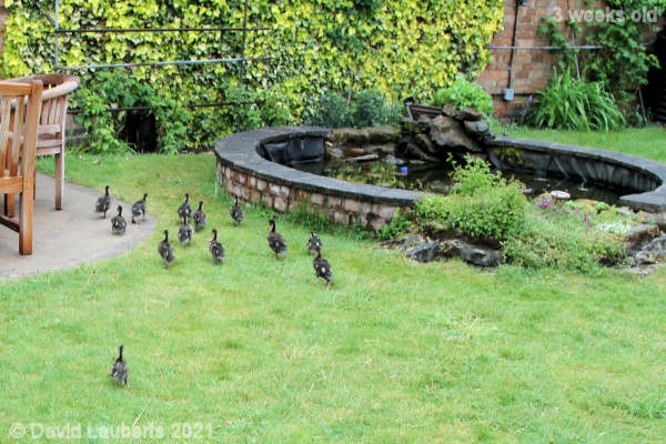 Mallard Duck Last one there is buying! 8:11am 17th May 2021