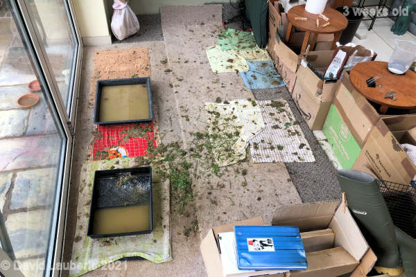 Mallard Duck The mess they left 8:36am 17th May 2021