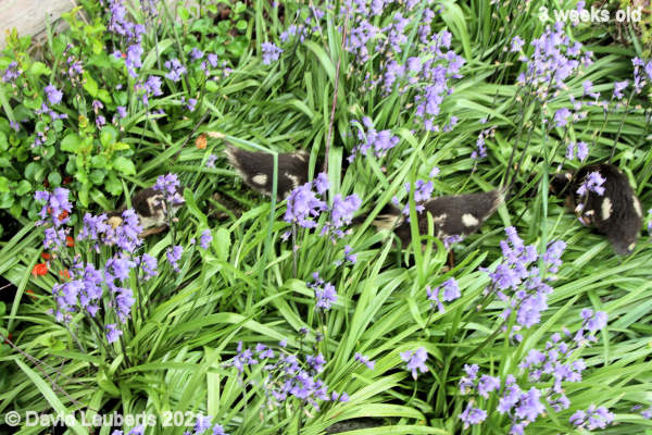 Mallard Duck Foraging in the bluebells 10:11am 17th May 2021