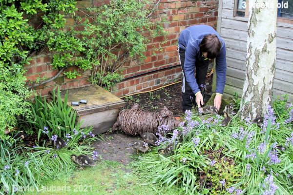 Mallard Duck You can't come in here! 10:18am 17th May 2021