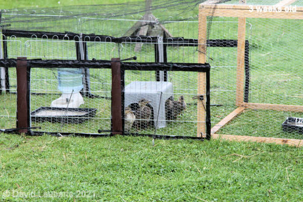Mallard Duck Checking out the new shelter 11:52am 17th May 2021