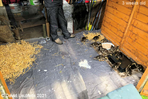 Mallard Duck Whats the restaurant like? 12:45pm 17th May 2021