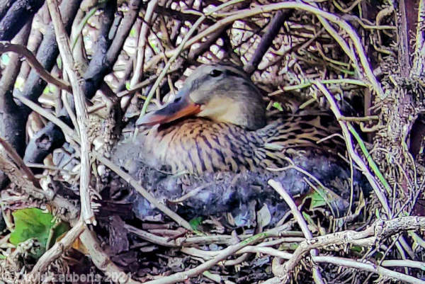 Mallard Duck Down in nest increasing