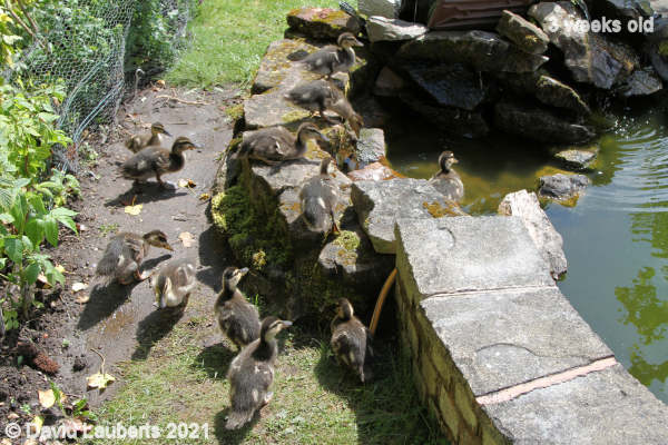 Mallard Duck Queuing for the pool 2:11pm 17th May 2021