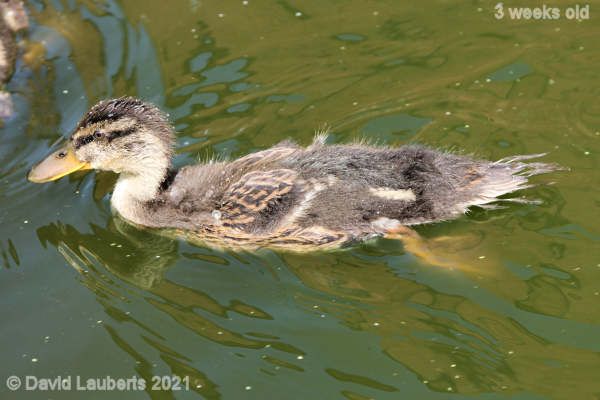 Mallard Duck Donald at full speed 2:13pm 17th May 2021