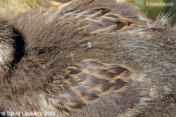 Mallard Duck Donalds Shoulder feathers 2:14pm 17th May 2021