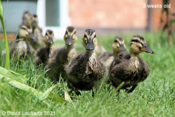 Mallard Duck First across the line 2:21pm 17th May 2021