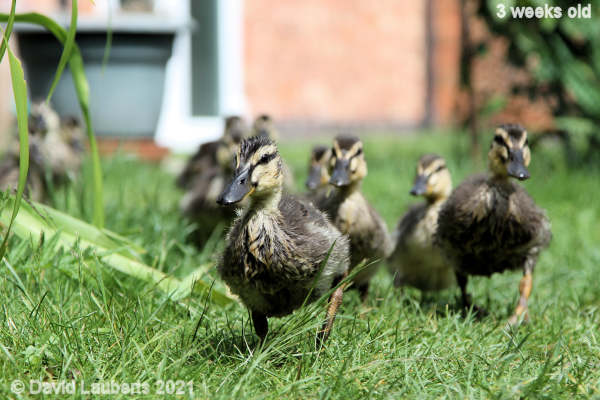 Mallard Duck Sweating a bit 2:21pm 17th May 2021