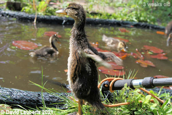 Mallard Duck Afternoon stretches 2:27pm 17th May 2021