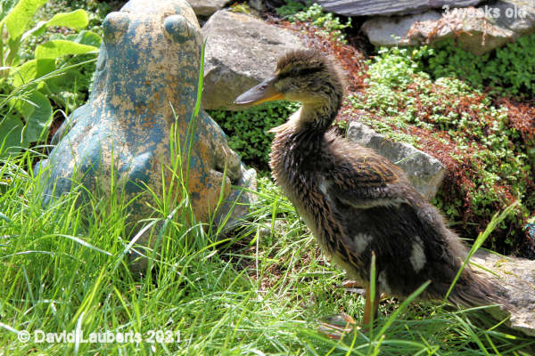 Mallard Duck The frog and I 2:28pm 17th May 2021