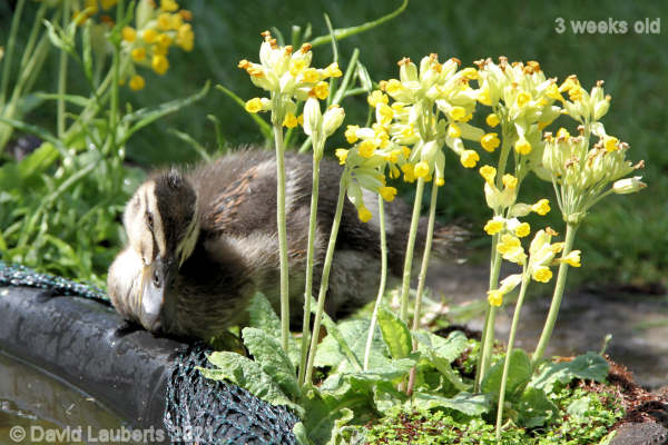 Mallard Duck Hiding in the cowslips 2:30pm 17th May 2021