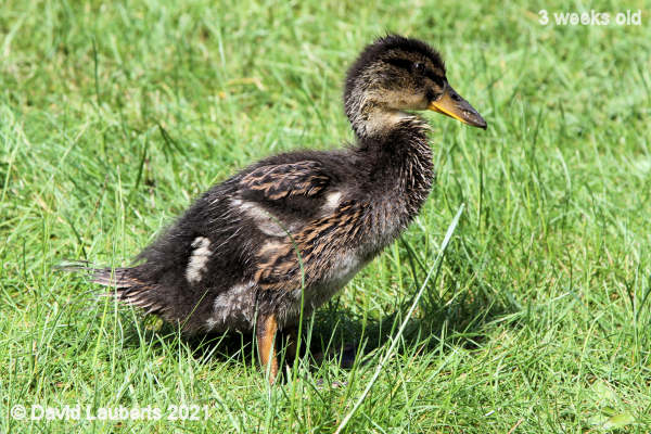 Mallard Duck Young Donald in all his glory 2:33pm 17th May 2021