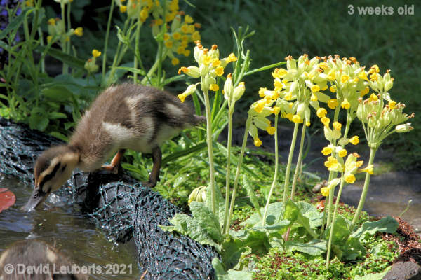 Mallard Duck Drinking it all in 2:35pm 17th May 2021
