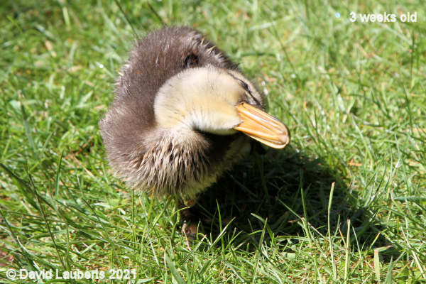 Mallard Duck I bet you can't do this! 2:38pm 17th May 2021