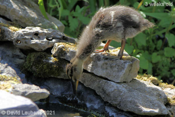 Mallard Duck It's a long way down 2:40pm 17th May 2021