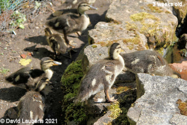 Mallard Duck Shoulder patches on show 3:47pm 17th May 2021
