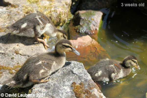 Mallard Duck Sunbathing on the rocks 3:47pm 17th May 2021
