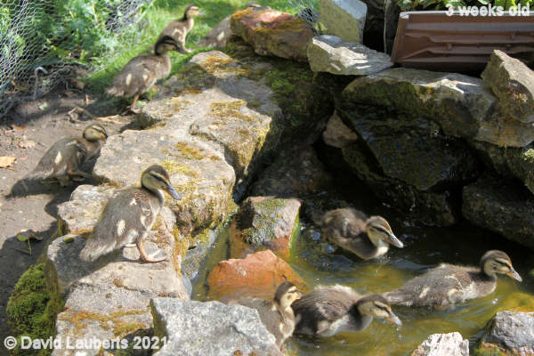 Mallard Duck Keeping to the shallow end 3:47pm 17th May 2021